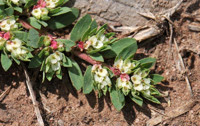 Chamaesyce dioica, Royal Sandmat, Southwest Desert Flora Chamaesyce dioica, Royal Sandmat
